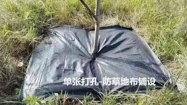  防草布pp和ped的哪個好？